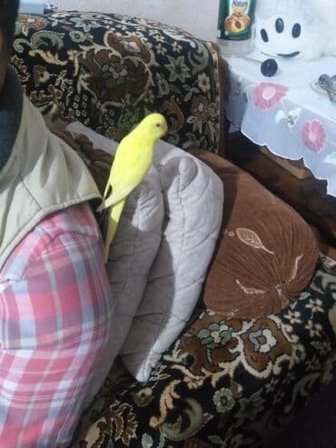 овчарку в добрые руки: 1 aylıg qırmızı göz ələ öyrəşmiş quşdu
sumqayit — 10