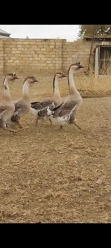 qazlar: Satılır: 15 yumurtasi Afrikan qazi qara dimdik - Uzun, incə boyunlu — 6