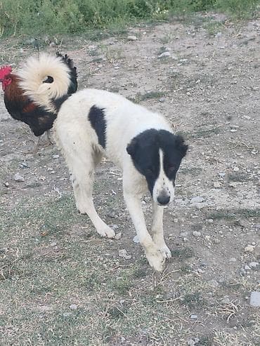cuce ve xoruz: Sahibləndirilir tülkünün çaqqalın qənimidi seher aç axşam bağla — 2