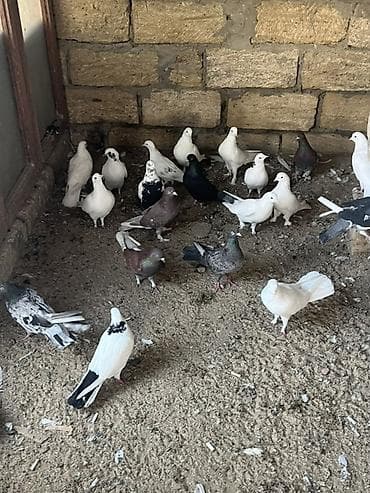 cuce satisi 2019: Tergizme — 4