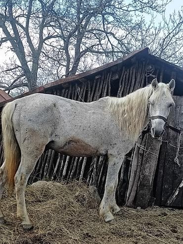 купить клетку для хомяков: Ağ rəngli at – erkək. Uzun, dalğalı yalı və quyruğu var, iri ölçülü — 1