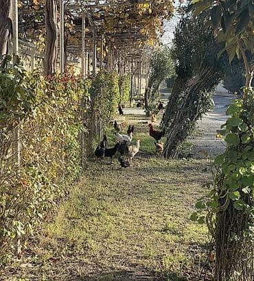 torpaq quba: 40 sot, Tikinti, Mülkiyyətçi, Kupça (Çıxarış) — 1