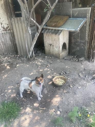 Kiçik ölçülü it evi – it üçün taxta budka - Material: qalın taxta