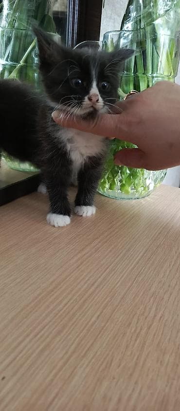 Pişiklər verilir yaxşı əllərə