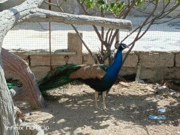 cücə və xoruz: Tovuz quşu satılır dişi və erkək var — 5