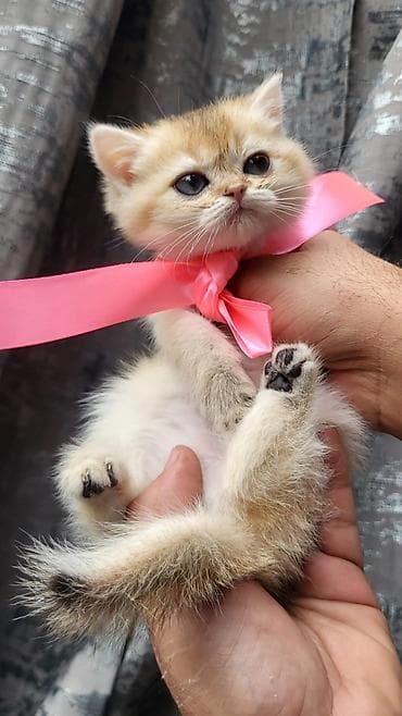 Zərif, uzun tüklü balaca pişik balaları - Cins: Şirin, uzun tüklü