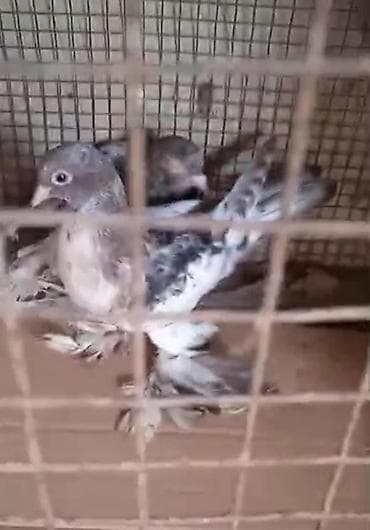 goyercin satışı: Dort eded iri lelekli qus satilir bir anadir iki bala olar kekilsizdir — 5