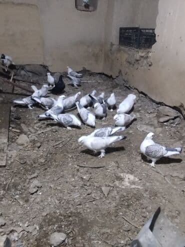 Salam.diqqətlə oxu sonra yaz.hübkariler biri 20 və 30 azn.şişmanlar lalafo.az -da Salam.diqqətlə oxu sonra yaz.hübkariler biri 20 və 30 azn.şişmanlar