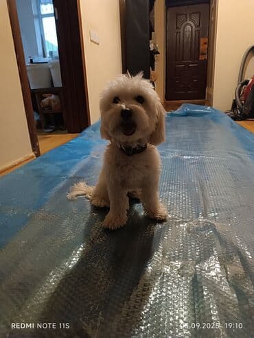 pitbull tap az: Ağ rəngli, kiçik ölçülü ev iti – Maltipoo tipli (Maltese/Poodle — 7