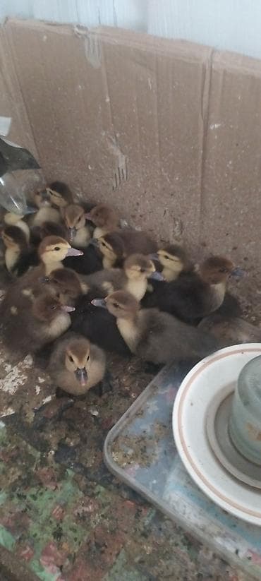 ordek novleri: Satılır: indoördəklərin balaları (musk ördək civcivləri) - Növ — 1