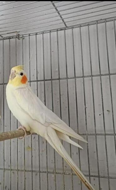 Dışı korella sağlam korellardi saglamligna cavbdehem cute olmayıb 6