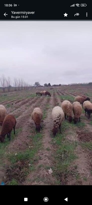 продам собаку доска объявлений sobaka: Qala qoyunlari təmiz heyvanlardi cavandilar tecili satilir pul — 3