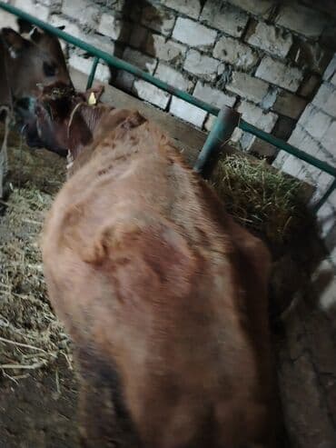 lal ordək yumurtası: Dana, buzov, Dişi, Holsteyn, ay: 1, 560 kq, Ətlik — 7