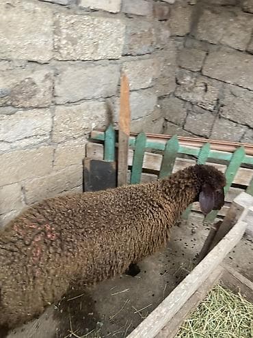 it cinsleri: Qoyun – yerli cins, qəhvəyi rəngdə, quyruqlu (yağlı quyruq tipli). - — 4