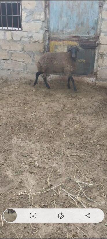 электрическая машинка для стрижки овец: Qurbanlig erkey quzudu diri çəksi 26 kilo — 4