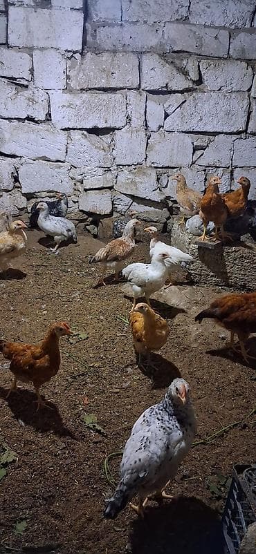 cuce gence: Məhsul: Yerli cins qarışıq cücələr TAM SAĞLAMDIR SAY 40 ƏDƏDDİ — 3
