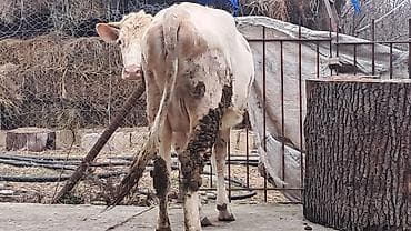 Heyvanlar üçün mallar: Birinci qarına doğub 25 günlük süni mayalanmadan olan balası yanında — 10