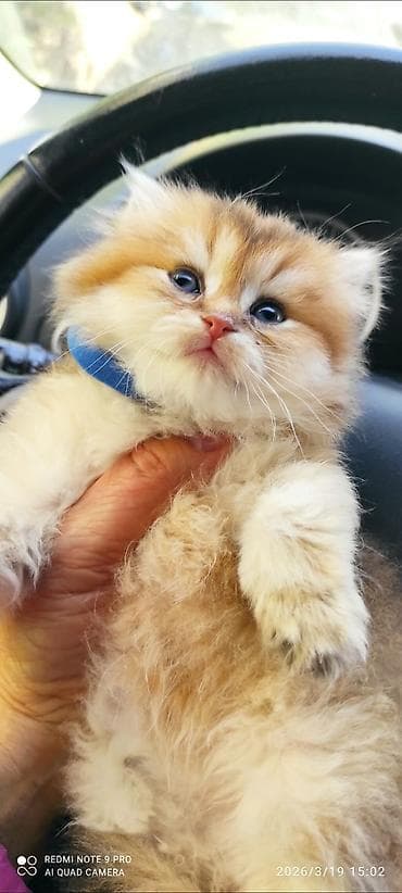 Pişiklər: Qızıl şinşilla — 2