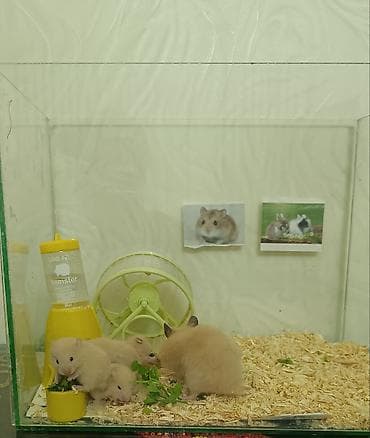 akvarum: Şüşə akvariumda tam hamster dəsti 2 bala ilə birlikdə. Məhsulun — 2