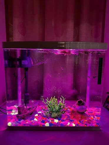 baliq toru: Bu standart düzbucaqlı şüşə akvaryum balıq saxlamaq üçün əlverişlidir — 4