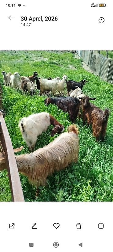 15bas dişi kuyerlerdi damazlıq üçün super heyvanlardir - Müxtəlif