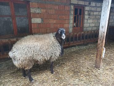 tap az heyvanlar: Qoyun – yerli cins, iri bədənli, bol yunlu - Növ: qoyun (yetişkin — 1
