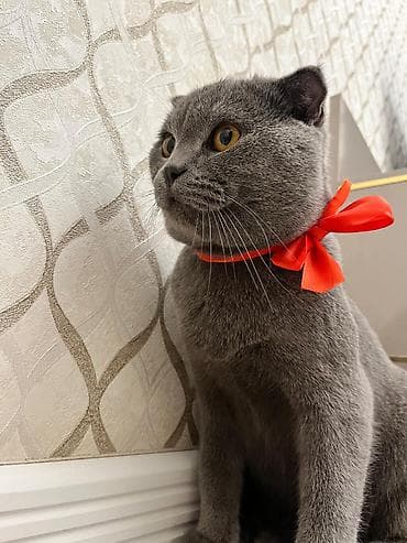 pişiyler: Şotland yastı qulaq, Erkək, Cütləşmə üçün — 3