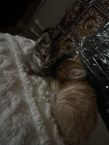 bala pitbul: Tabbi, Yaxşı əllərə — 1