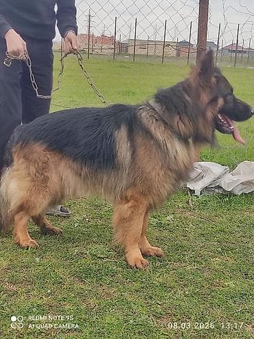 en boyuk itler: Alman çoban iti, Erkek — 6