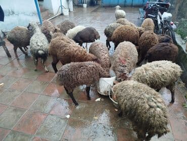 Digər heyvanlar: Məhsul: Qoyun sürüsü 16 quzudu 6 erkek 10 dişi biri 235 lə kom alana — 2