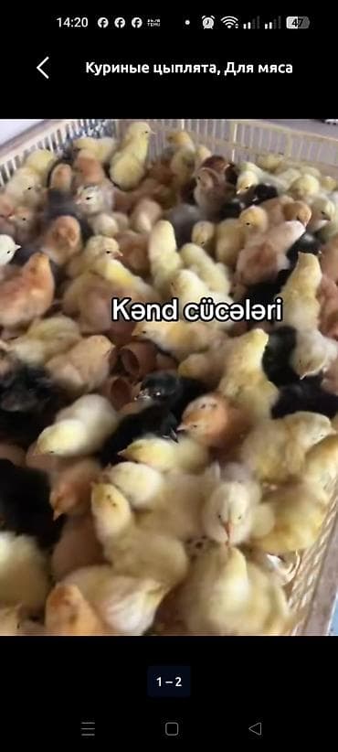 Toyuq cücələri, Ətlik