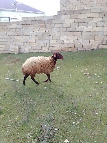 cins heyvanlar: Satılır 1 qarın doğub boğaz olub olmağını bilmirəm qoç içində olub — 9