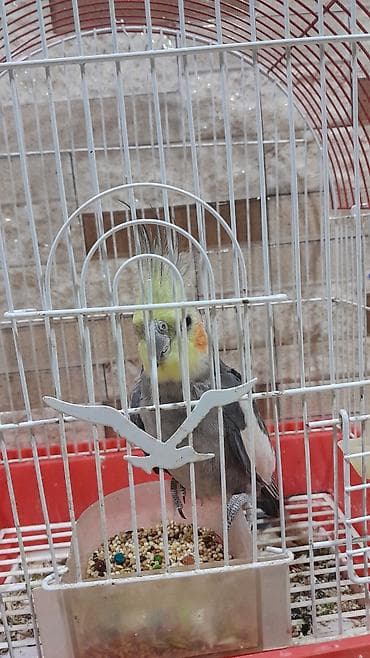 tutuquşlar: Nimfa (Cockatiel) dekorativ tutuquşu – qəfəs və aksesuarlarla - Növ — 3