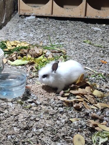 Gəmiricilər: Ağ tüklü dekorativ dovşan balaları - Növ: dekorativ cırtdan dovşan — 6
