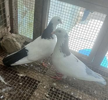 qu quşu: 3 ədəd göyərçin. Ünvan Sabunçu. Dişi qara boynugüllü — 3