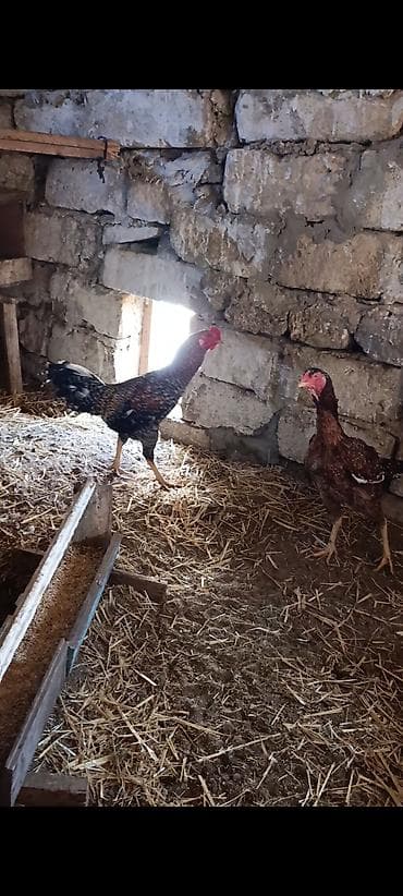 akula sekilleri: Toyuq, Brama, Yumurtalıq — 2