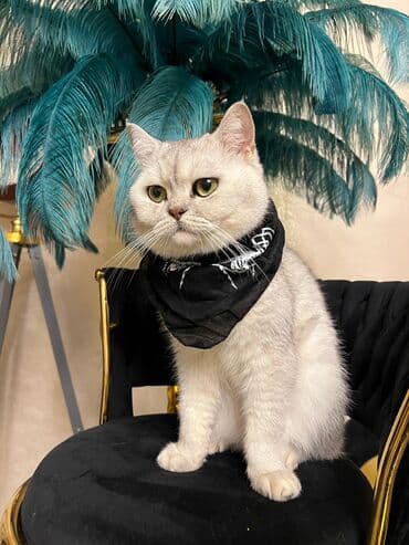 Одежда: Silver şınşıla cutlesdirilir. peyvendu qurd dermani olunub tam — 7