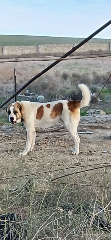 golden retriever satılır: Qurdbasar, 1 il, Erkek, Peyvəndli, Rayonlara çatdırılma — 1