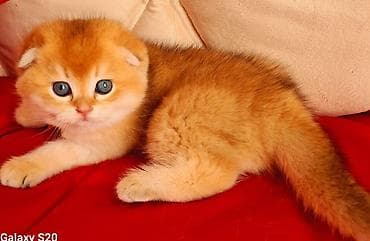 pişiy: Şotland — 5