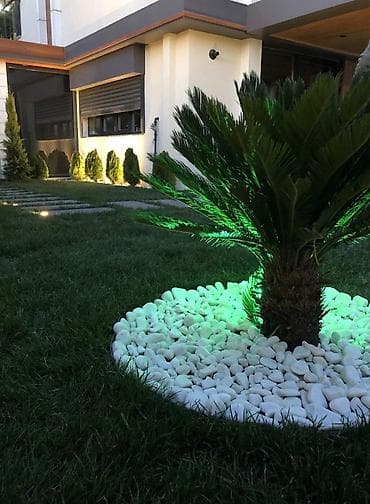 hibiskus agaci: Landşaft üçün palma ağacları – dekorativ əkim - Növ: dekorativ palma — 1