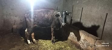 it tap az: Salam.Şəkildə görduyunuz dişi heyvan 1 il 1 aylıqdır.Təmiz əti 130 kq — 3