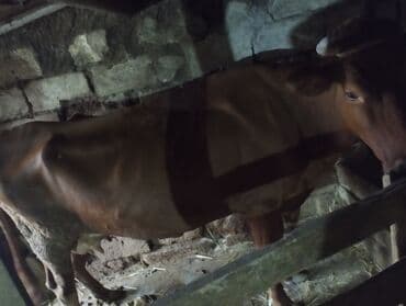 dana satişi: Damazlıq maldi 3cu qarindi 1aydi keliye gəlib yani balali satılır pul — 2