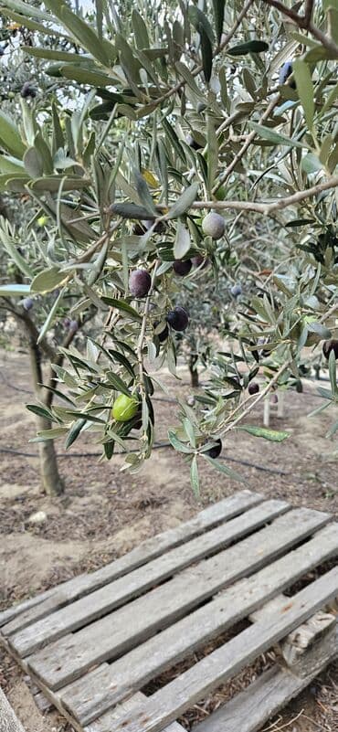 qara zeytun qiymeti: Məhsul: Təzə yığılmış zeytun Təsvir: - Öz bağımızdan dərilən — 8