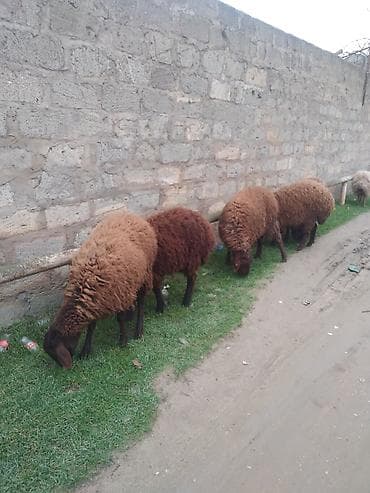 Бараны, овцы: Satılır: Qoyun sürüsü - Növ: Yerli ətlik/yunlu qoyunlar - Rənglər — 2