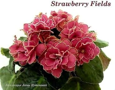 gül şəkilləri profil üçün: 5 — 25