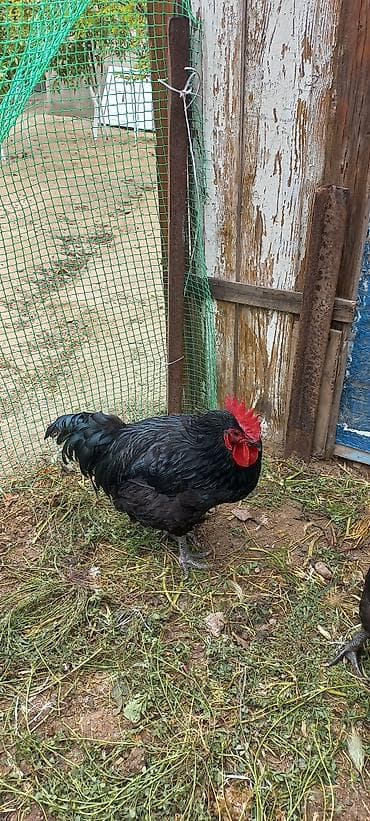 şabo xoruzu: Məhsul: Qara xoruz 1 ədədi 60 manat.8 aylıq.Cavandır. Təsvir: - Tam — 4