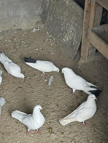 dosan sekili: Məhsul: Ağ göyərçinlər (bəzi fərdlərdə quyruq və qanadlarda qara — 2