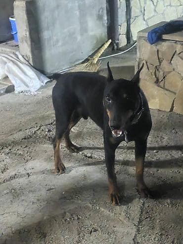 pulsuz it satilir: Doberman, Pulsuz çatdırılma — 2
