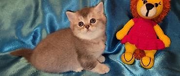 xərçəng satışı: Şinşilla, Dişi — 1