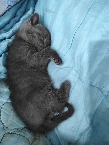 şotlant pişiy: Yaxşı əllərə — 4